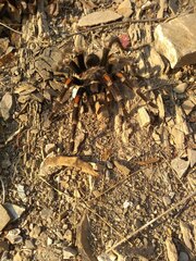 Brachypelma auratum