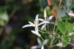 Clematis aristata