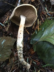 Collybiopsis peronata