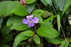 Heterocentron muricatum