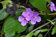 Heterocentron muricatum