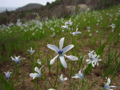 Tecophilaea violiflora