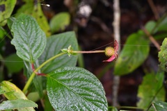 Heterocentron muricatum