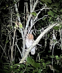 Megascops guatemalae