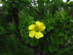 Oxalis gigantea
