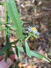 Symphyotrichum ontarionis