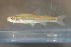 Chrosomus erythrogaster