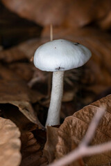 Hygrophorus eburneus