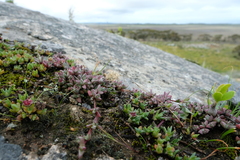Antimima granitica