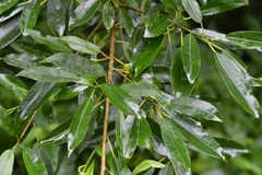 Ficus pertusa