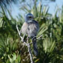 Aphelocoma coerulescens