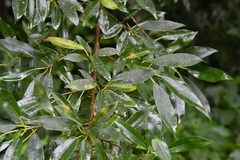 Ficus pertusa