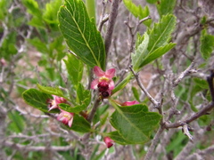 Bridgesia incisifolia