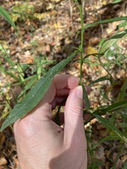 Symphyotrichum ontarionis