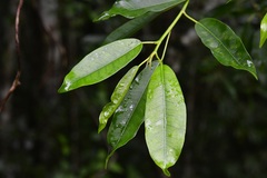 Ficus pertusa