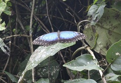 Morpho helenor octavia