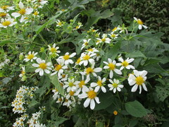 Montanoa grandiflora