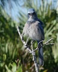 Aphelocoma coerulescens