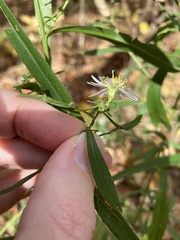 Symphyotrichum ontarionis