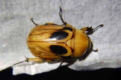 Ancognatha