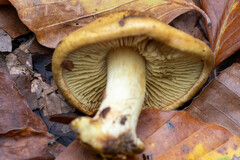 Cortinarius citrinus