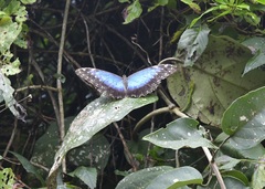 Morpho helenor octavia