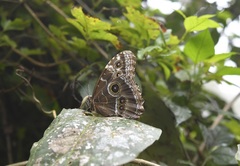Morpho helenor octavia