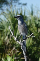 Aphelocoma coerulescens