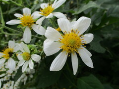 Montanoa grandiflora