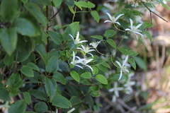 Clematis aristata