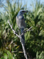 Aphelocoma coerulescens