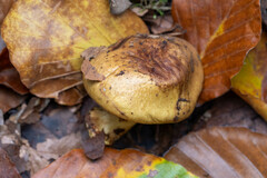 Cortinarius citrinus