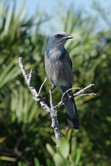 Aphelocoma coerulescens