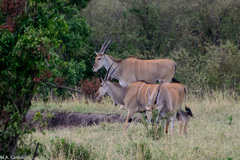 Tragelaphus oryx pattersonianus
