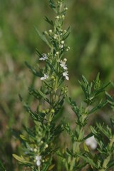 Teucrium trifidum