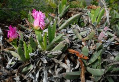 Carpobrotus quadrifidus