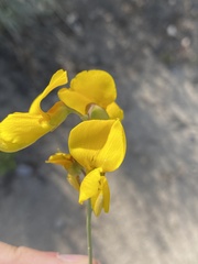 Calobota cytisoides