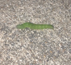 Panopoda