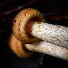 Tricholoma aurantio-olivaceum image