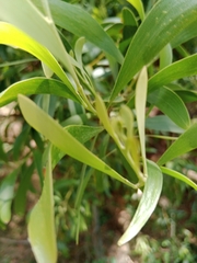 Acacia melanoxylon