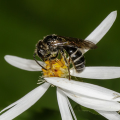 Lasioglossum coriaceum