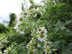 Montanoa grandiflora