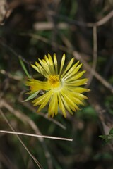 Bergeranthus vespertinus