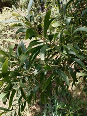 Acacia melanoxylon