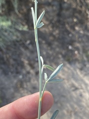 Calobota cytisoides