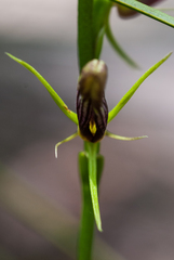 Cryptostylis erecta