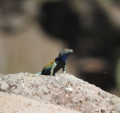 Sceloporus torquatus