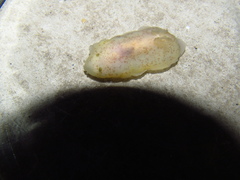 Nudibranchia