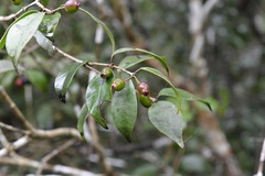 Eugenia trikii
