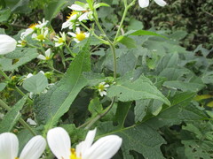 Montanoa grandiflora